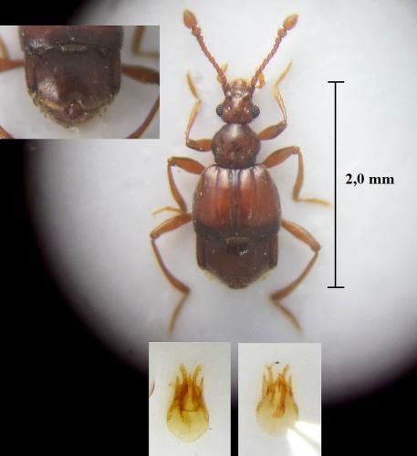 Brachygluta haematica